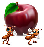 Ants carrying a big apple