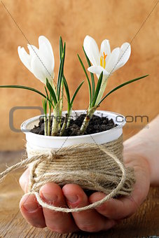 spring flowers snowdrops (crocus) in male hands