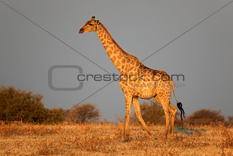 Etosha giraffe