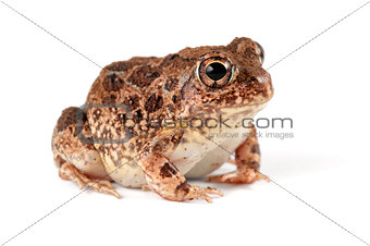 Sand frog