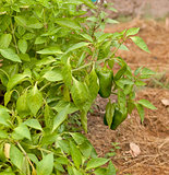 Freshness organic green peppers and basil herb