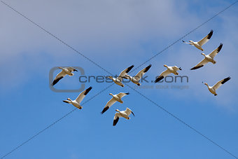 Snow Geese in Flight