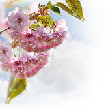 Spring Cherry Blossoms 