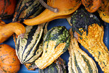 a variety of marrows