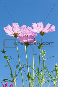 Pink Cosmos flowers with buds