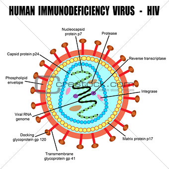 Structure of human immunodeficiency virus