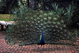 A Peacock with fanned open  Plumage strutting along.