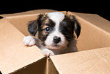 Papillon puppy in a carton box