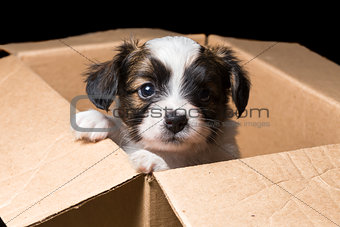 Papillon puppy in a carton box