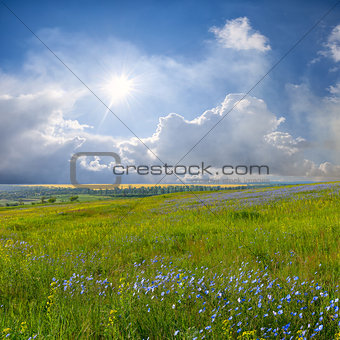 Blue flower meadow and clouds