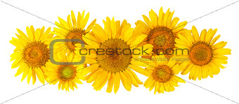 Flowers sunflower