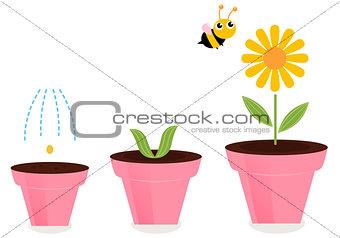 Flower in pots growth stages isolated on white 