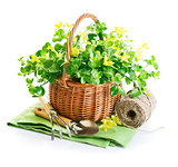 spring yellow flowers in basket with garden tools