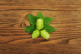Hop plant on a wooden table