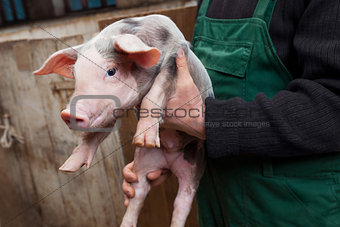 Young piglet on hands