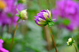 Dahlia flower isolated