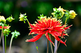 Dahlia flower isolated