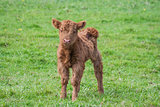 Calf one day old