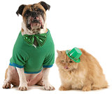 st patricks day dog and cat