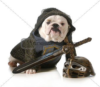 dog dressed as knight