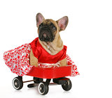 cute dog in a wagon