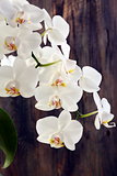 Flowering branch of white orchids.