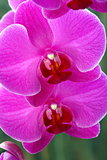Pink orchid close-up.