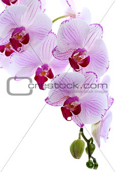 Flowering branch of pink orchids.