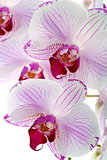 Beautiful pink orchid close up.