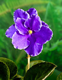 African Violet (Saintpaulia) flower 