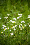 Chamomile on a meadow