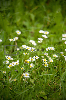 Chamomile on a meadow