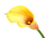 Yellow calla lily