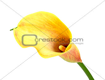 Yellow calla lily
