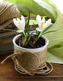 spring flowers snowdrops (crocus) in a white pot