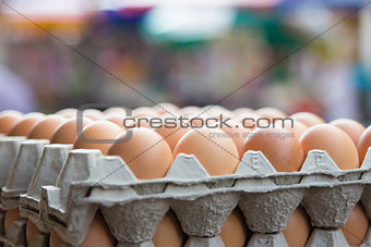 Trays of Chicken Eggs