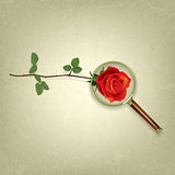 abstract floral background with Magnifying glass and rose