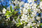 White blossoming cherry tree twig