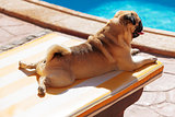 Pug lying on a Lounger in front of the Pool
