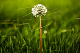 Dandelion in green grass