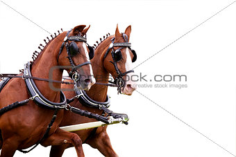 couple of harnessed horses