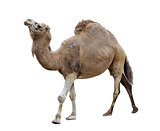 Single-Humped Camel