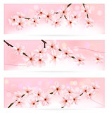 Three spring banners with blossoming tree brunch with spring flowers. Vector.
