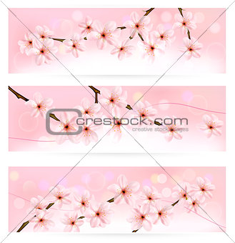 Three spring banners with blossoming tree brunch with spring flowers. Vector.