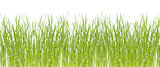 Fresh grass isolated on white background