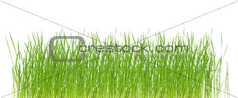 fresh green spring grass