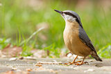 A Nuthatch on the ground