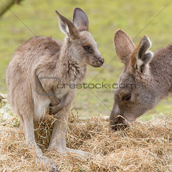 Two kangaroos (adult and young one)