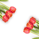 beautiful tulips template