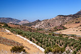 fields with olive trees in Spain